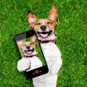 laughing dog