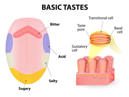 Human tongue. Taste receptors of the tongue are present in papillae, and are the receptors of taste. basic tastes sweet, sour, bitter and salty.