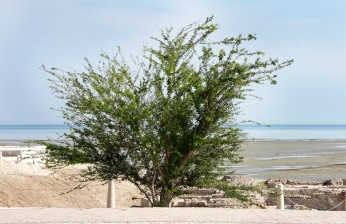 Babool Tree - Acacia arabica
