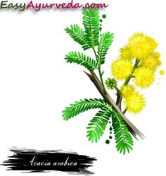 essay about babul tree