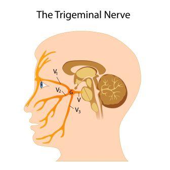 trigeminal nerve branches