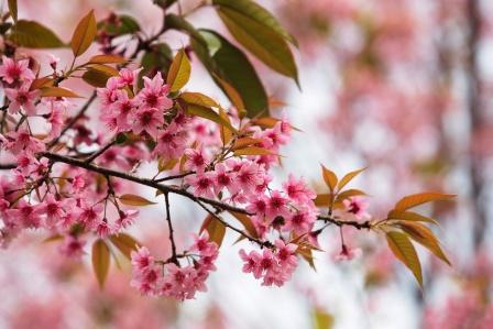 Wild Himalayan Cherry - Padmaka
