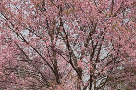 Prunus cerasoides