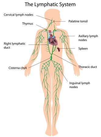 lymphatic system 