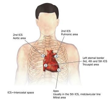 auscultation points for heart