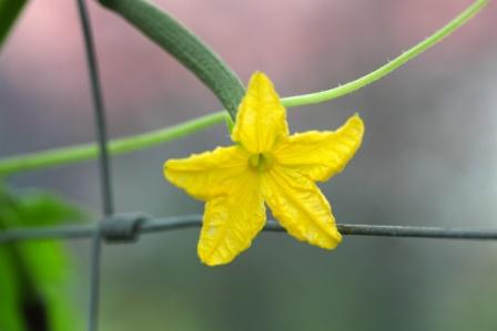 Cucucmber flower (Trapusha)