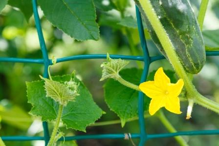 Cucumis sativus
