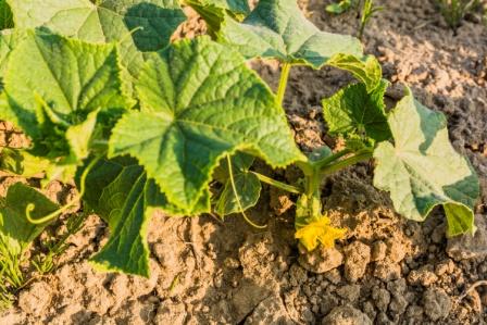 Kheera Cucumber plant