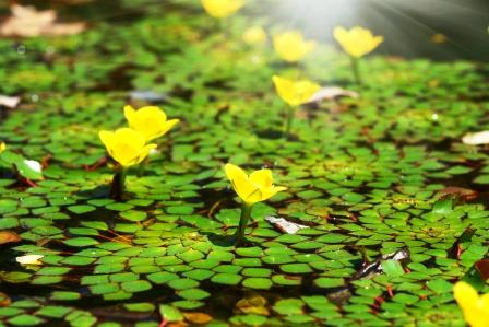 Trapa bispinosa in water