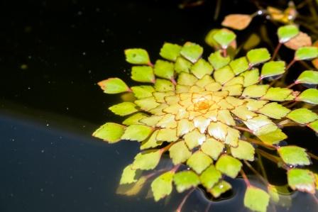 Trapa bispinosa