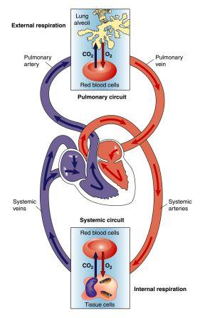 blood circulation