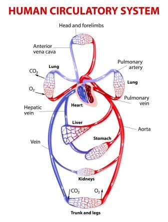 circulatory system