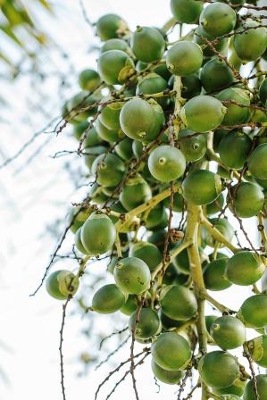 green betelnut