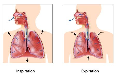 PDF) Shwasa–Prashwasa Prakriya(The process of Respiration)in