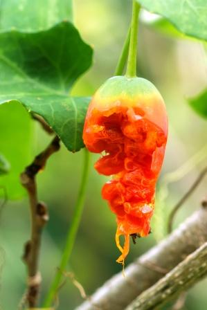 Ivy Gourd flower
