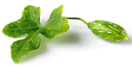 Ivy gourd leaf with fruit