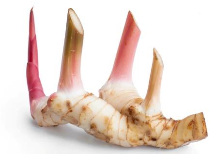 Alpinia galanga rhizome
