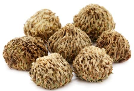 anacyclus pyrethrum seeds