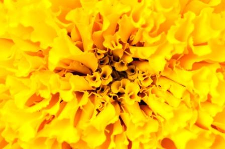 genda phool jhandu