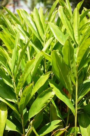 Greater Galangal
