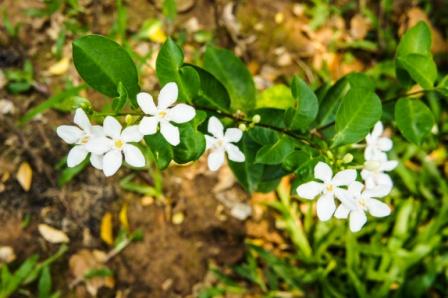 Juhi - Jasminum auriculatum