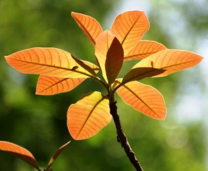 madhuca longifolia