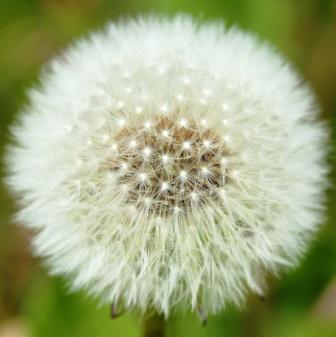 Common Dandelion Taraxa Officinale