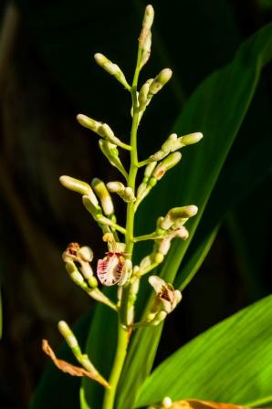 Thail galangal