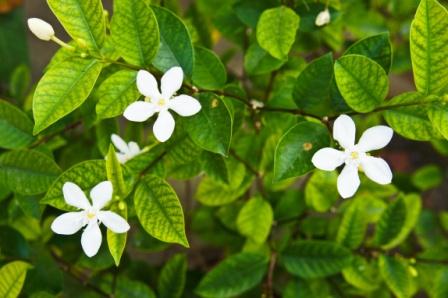 Yuthika Jasminum auriculatum