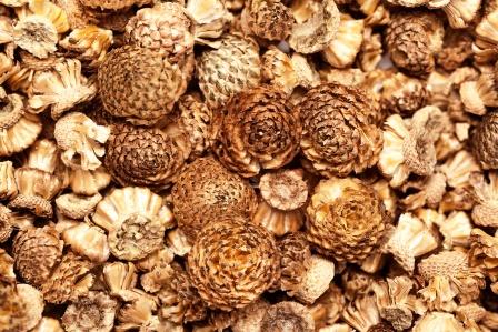 akarkara seeds