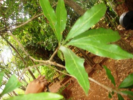 butter tree