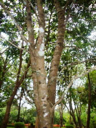 honey tree