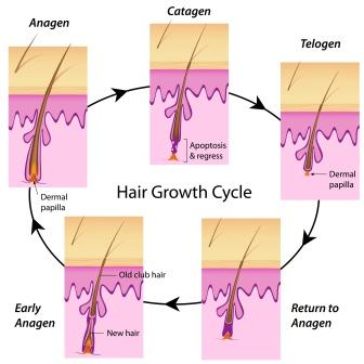 Cureus  Stem Cell Applications in Human Hair Growth A Literature Review   Article