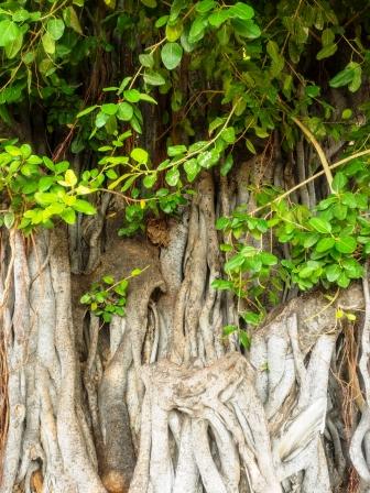 Banyan Tree: Ficus benghalensis: Uses, Research, Remedies, Side Effects