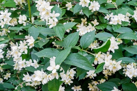 Kunda Jasminum Multiflorum Uses