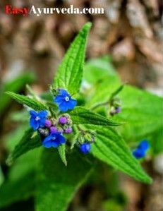 Alkanet Root Powder Arnebia Nobilis