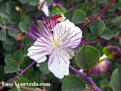 Vyaghranakhi (Capparis zeylanica) Qualities, Remedies, Research