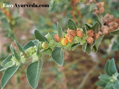 Paneer Dodi (Withania coagulans) Uses, Remedies, Research