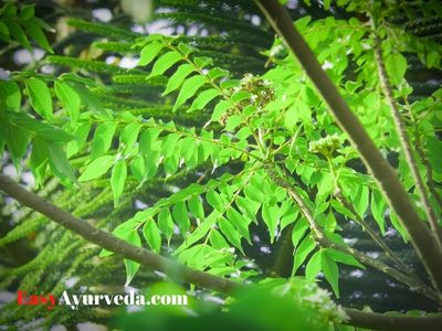 Curry Leaves (Kadi Patta) Qualities, Remedies, Research