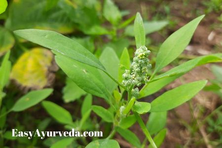 Bathua – Chenopodium album Qualities, Remedies, Research