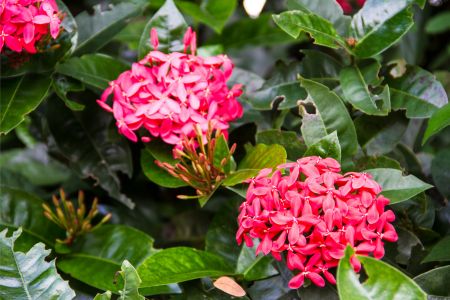 Ixora coccinea Uses, Remedies, Qualities, Research