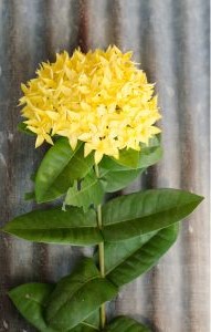 Ixora coccinea