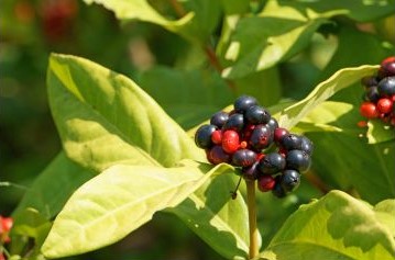 Ixora coccinea