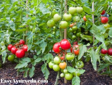 the tomato plant